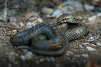 Uzovka hladka - Coronella austriaca - Smooth Snake 6153